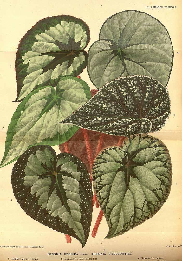 B. ‘Baron A. de Vriere’